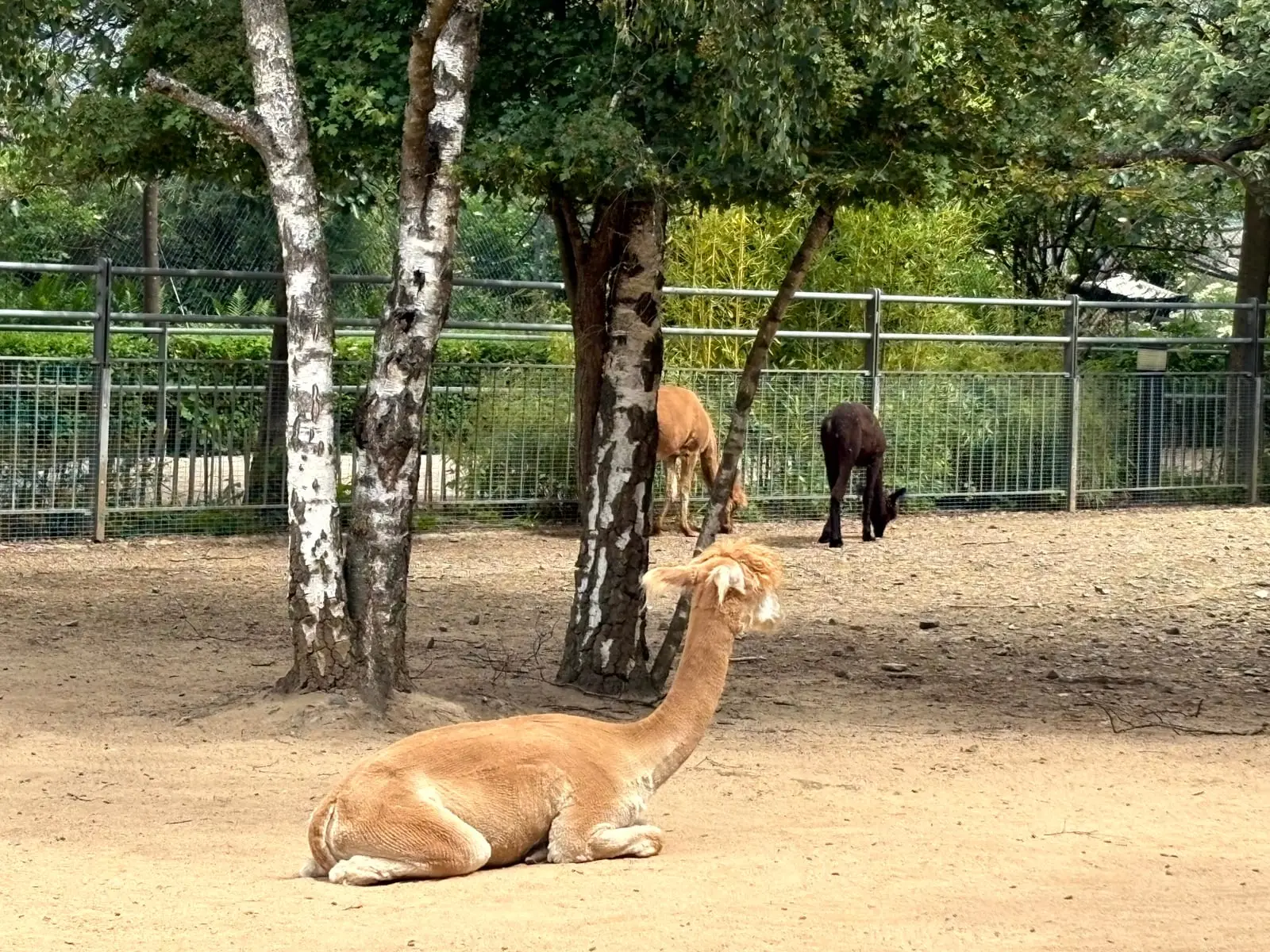 Alpakas im Gehege beim Ausflug in den Zoo Hof