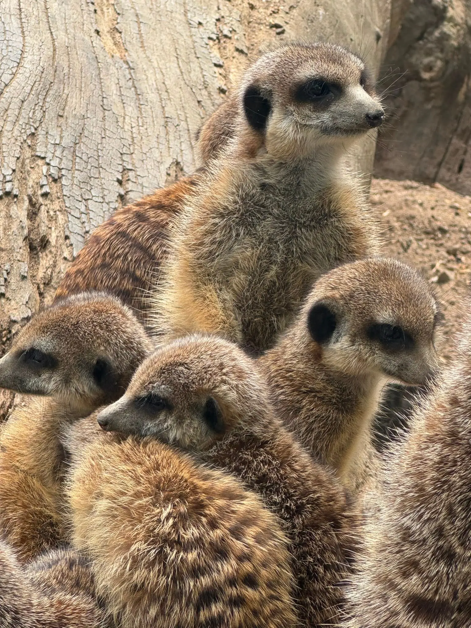 Eine Gruppe Erdmännchen im Zoo Hof